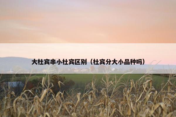 大杜宾串小杜宾区别（杜宾分大小品种吗）
