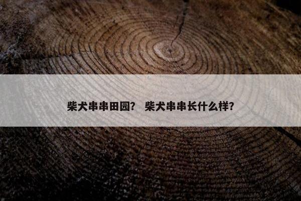 柴犬串串田园？ 柴犬串串长什么样？