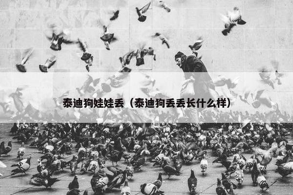泰迪狗娃娃丢（泰迪狗丢丢长什么样）