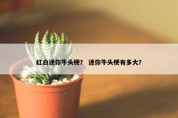 红白迷你牛头梗？ 迷你牛头梗有多大？