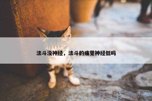 法斗没神经，法斗的痛觉神经低吗