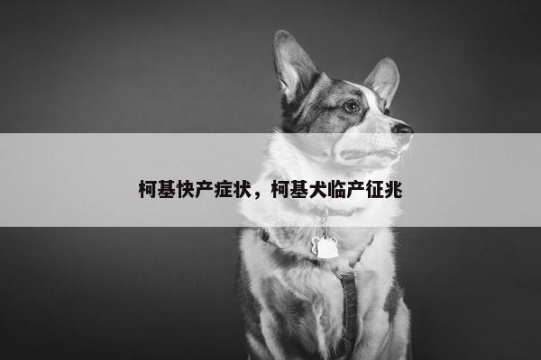 柯基快产症状，柯基犬临产征兆
