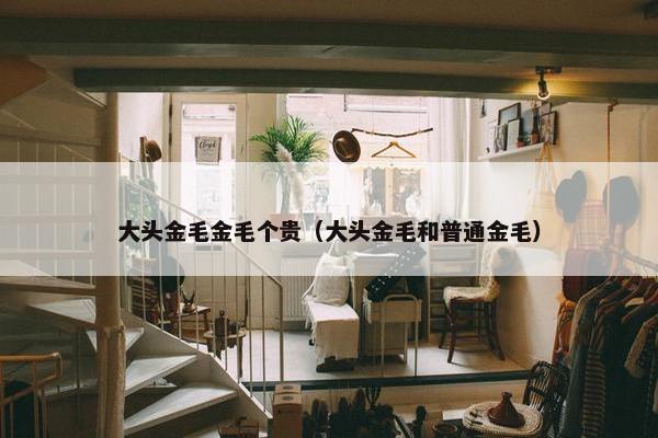 大头金毛金毛个贵（大头金毛和普通金毛）