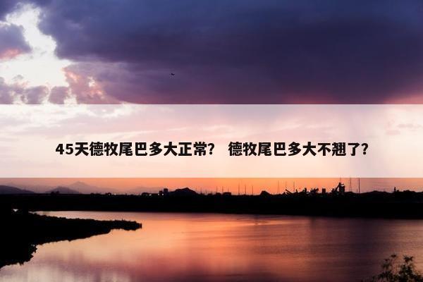 45天德牧尾巴多大正常？ 德牧尾巴多大不翘了？