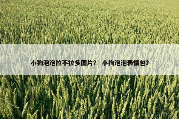 小狗泡泡拉不拉多图片？ 小狗泡泡表情包？