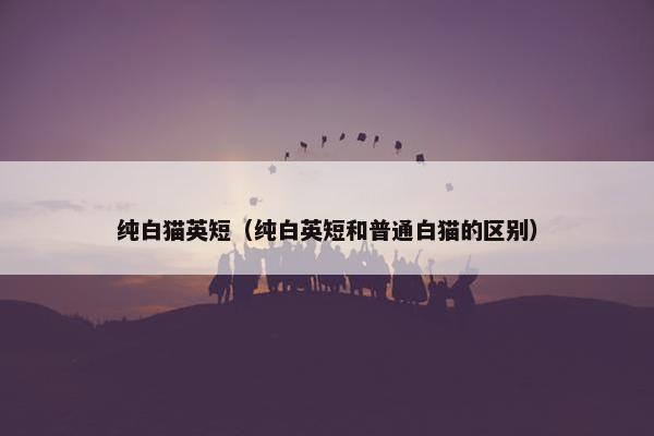 纯白猫英短（纯白英短和普通白猫的区别）