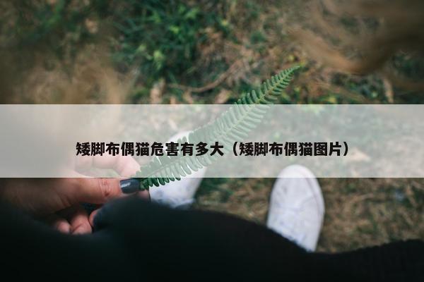 矮脚布偶猫危害有多大（矮脚布偶猫图片）