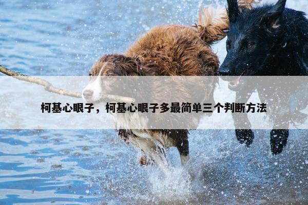 柯基心眼子，柯基心眼子多最简单三个判断方法