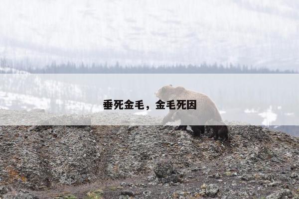 垂死金毛，金毛死因