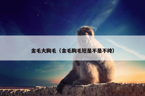 金毛大胸毛（金毛胸毛短是不是不纯）