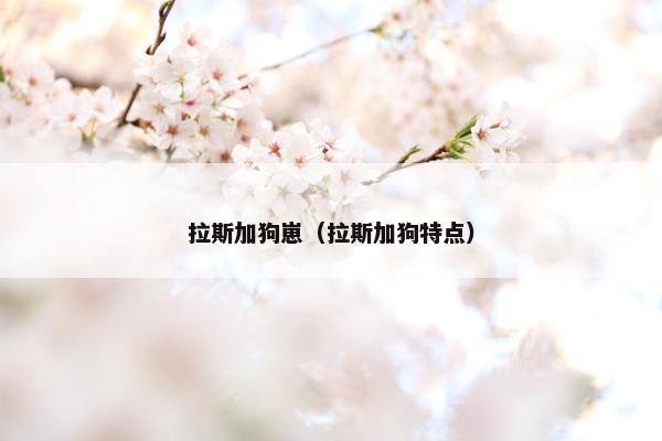 拉斯加狗崽（拉斯加狗特点）