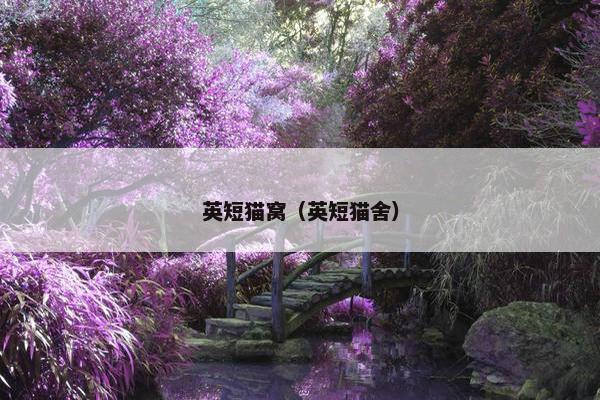 英短猫窝（英短猫舍）