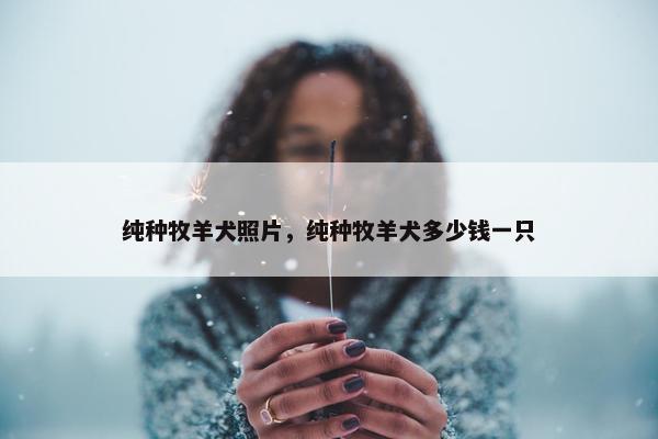 纯种牧羊犬照片，纯种牧羊犬多少钱一只