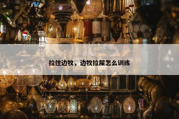 拉住边牧，边牧拉屎怎么训练