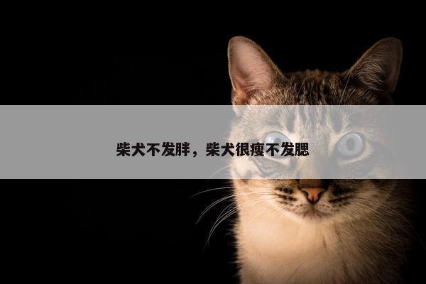 柴犬不发胖，柴犬很瘦不发腮