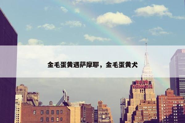金毛蛋黄遇萨摩耶，金毛蛋黄犬