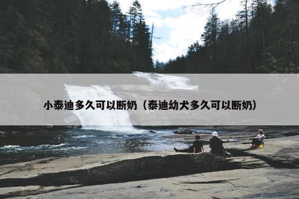 小泰迪多久可以断奶（泰迪幼犬多久可以断奶）