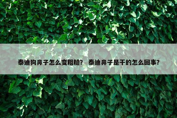 泰迪狗鼻子怎么变粗糙？ 泰迪鼻子是干的怎么回事？