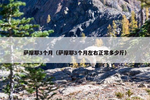 萨摩耶3个月（萨摩耶3个月左右正常多少斤）