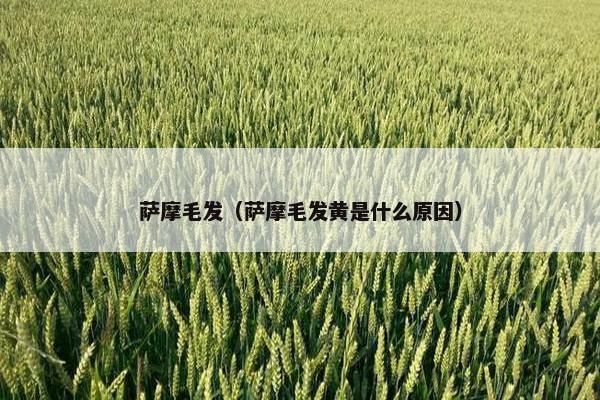 萨摩毛发（萨摩毛发黄是什么原因）