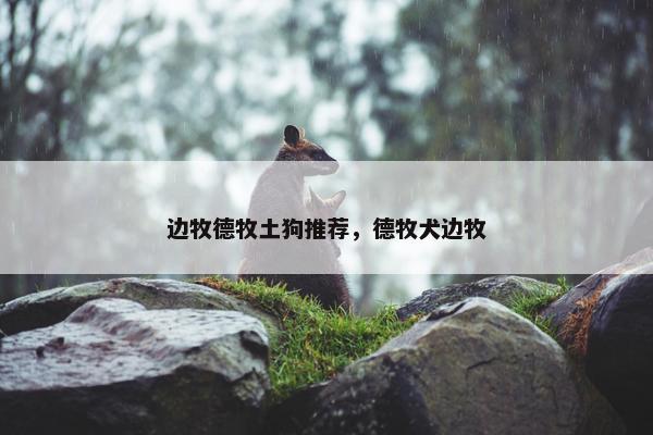 边牧德牧土狗推荐，德牧犬边牧