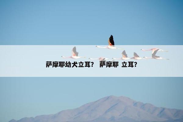 萨摩耶幼犬立耳？ 萨摩耶 立耳？