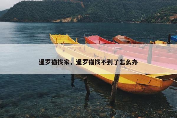 暹罗猫找家，暹罗猫找不到了怎么办