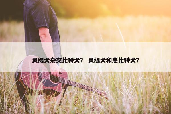 灵缇犬杂交比特犬？ 灵缇犬和惠比特犬？
