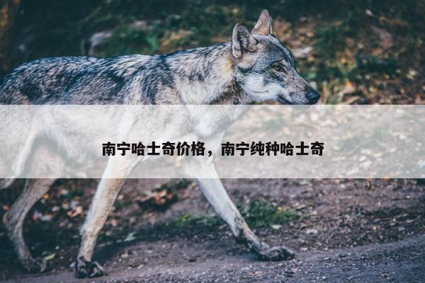 南宁哈士奇价格，南宁纯种哈士奇