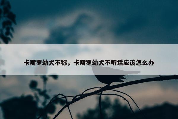 卡斯罗幼犬不称，卡斯罗幼犬不听话应该怎么办