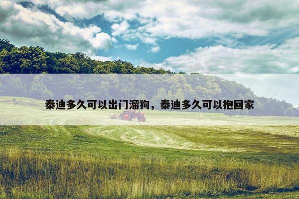 泰迪多久可以出门溜狗，泰迪多久可以抱回家