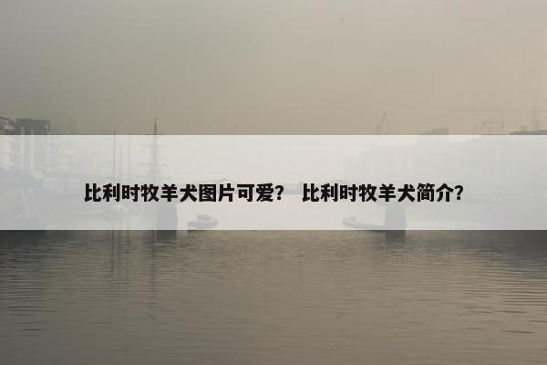 比利时牧羊犬图片可爱？ 比利时牧羊犬简介？
