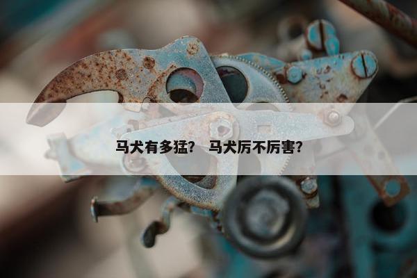 马犬有多猛？ 马犬厉不厉害？