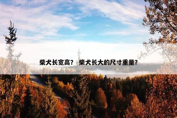 柴犬长宽高？ 柴犬长大的尺寸重量？