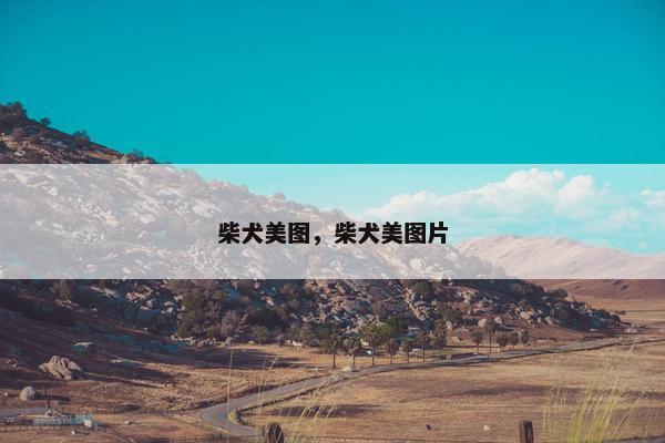柴犬美图，柴犬美图片