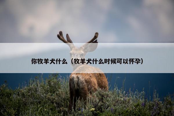 你牧羊犬什么（牧羊犬什么时候可以怀孕）