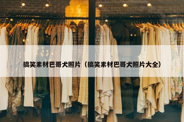 搞笑素材巴哥犬照片（搞笑素材巴哥犬照片大全）