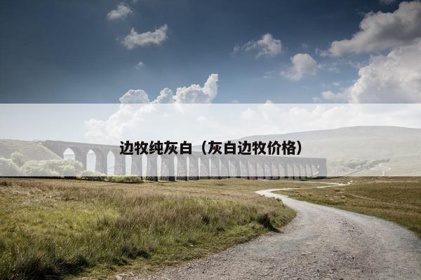 边牧纯灰白（灰白边牧价格）
