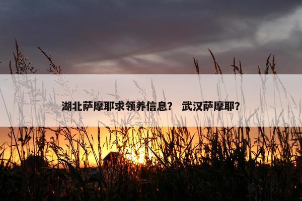 湖北萨摩耶求领养信息？ 武汉萨摩耶？