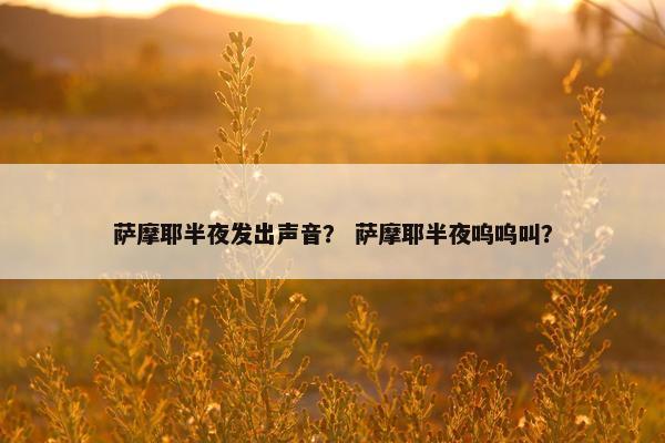 萨摩耶半夜发出声音？ 萨摩耶半夜呜呜叫？