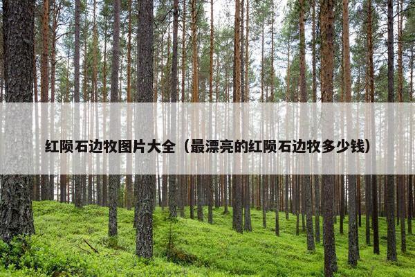 红陨石边牧图片大全（最漂亮的红陨石边牧多少钱）