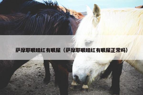 萨摩耶眼睛红有眼屎（萨摩耶眼睛红有眼屎正常吗）