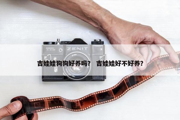 吉娃娃狗狗好养吗？ 吉娃娃好不好养？