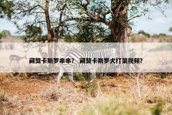 藏獒卡斯罗串串？ 藏獒卡斯罗犬打架视频？