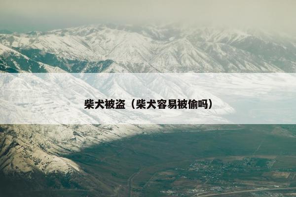 柴犬被盗（柴犬容易被偷吗）