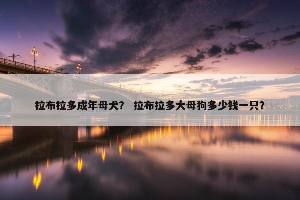 拉布拉多成年母犬？ 拉布拉多大母狗多少钱一只？