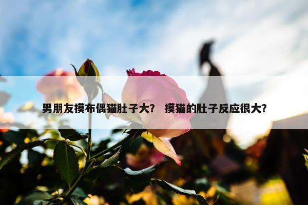 男朋友摸布偶猫肚子大？ 摸猫的肚子反应很大？