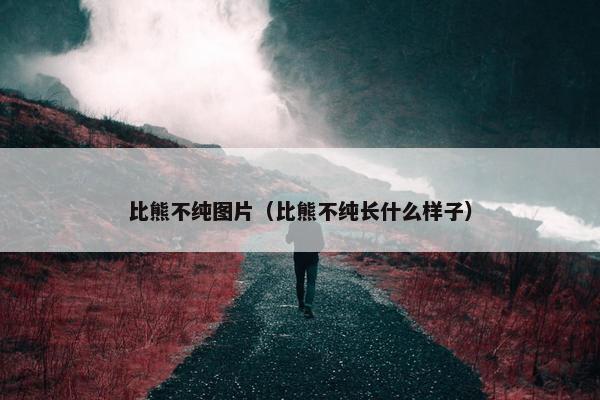 比熊不纯图片（比熊不纯长什么样子）