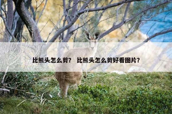 比熊头怎么剪？ 比熊头怎么剪好看图片？