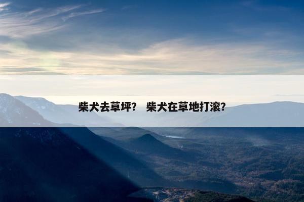 柴犬去草坪？ 柴犬在草地打滚？